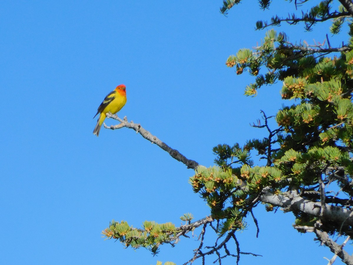 Western Tanager - ML619945612
