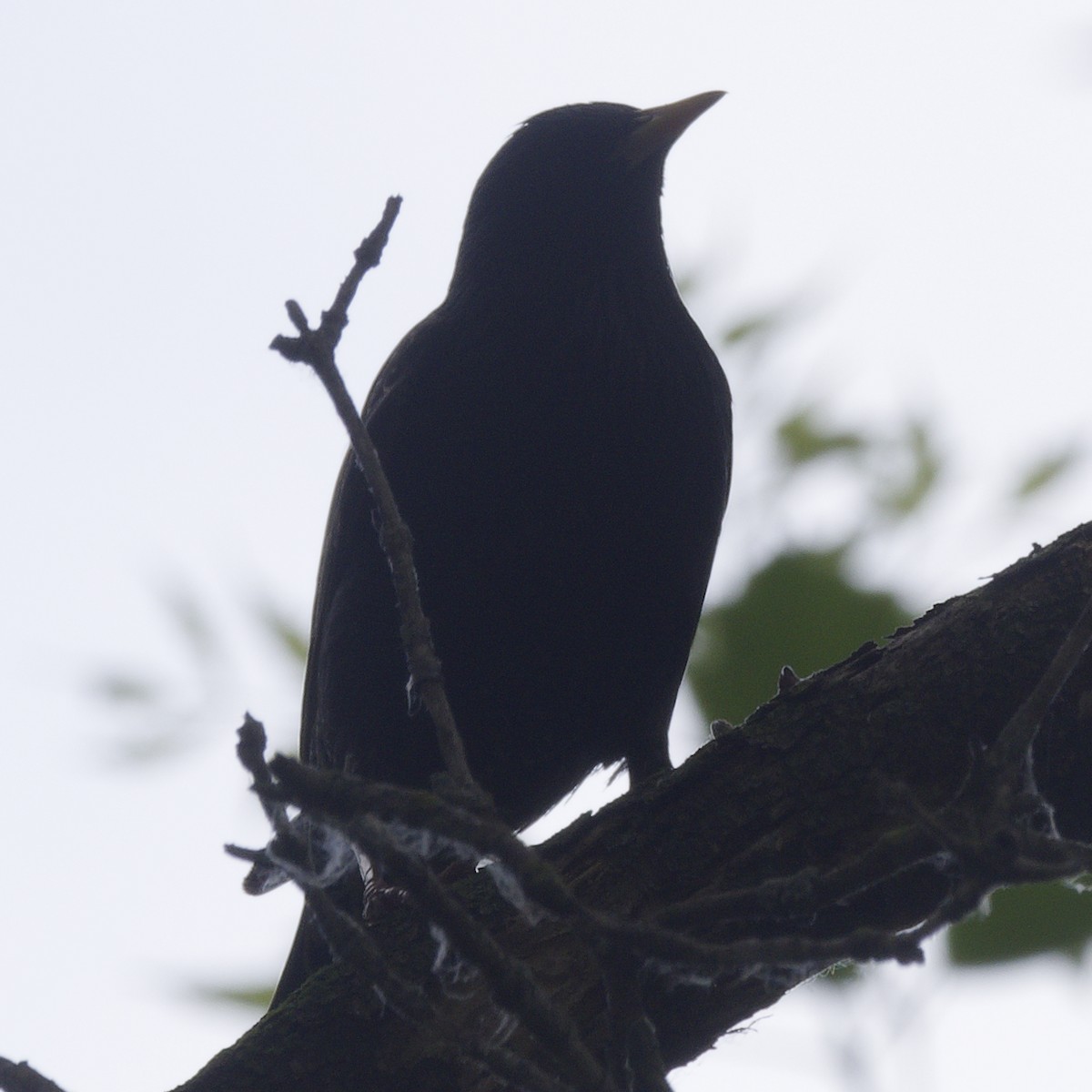 American Robin - ML619945613