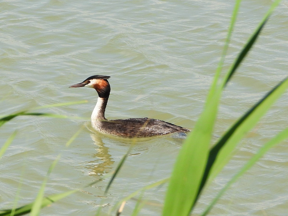 Great Crested Grebe - ML619945638