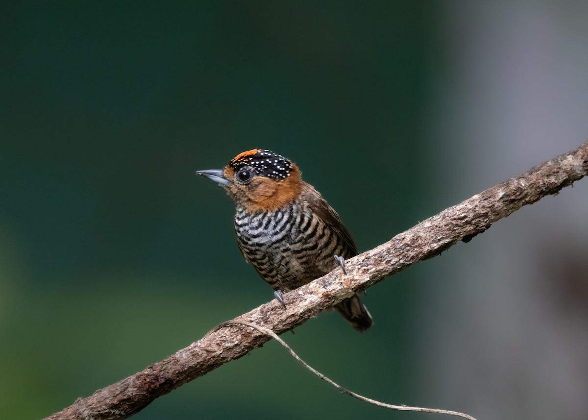 Ochre-collared Piculet - ML619945677