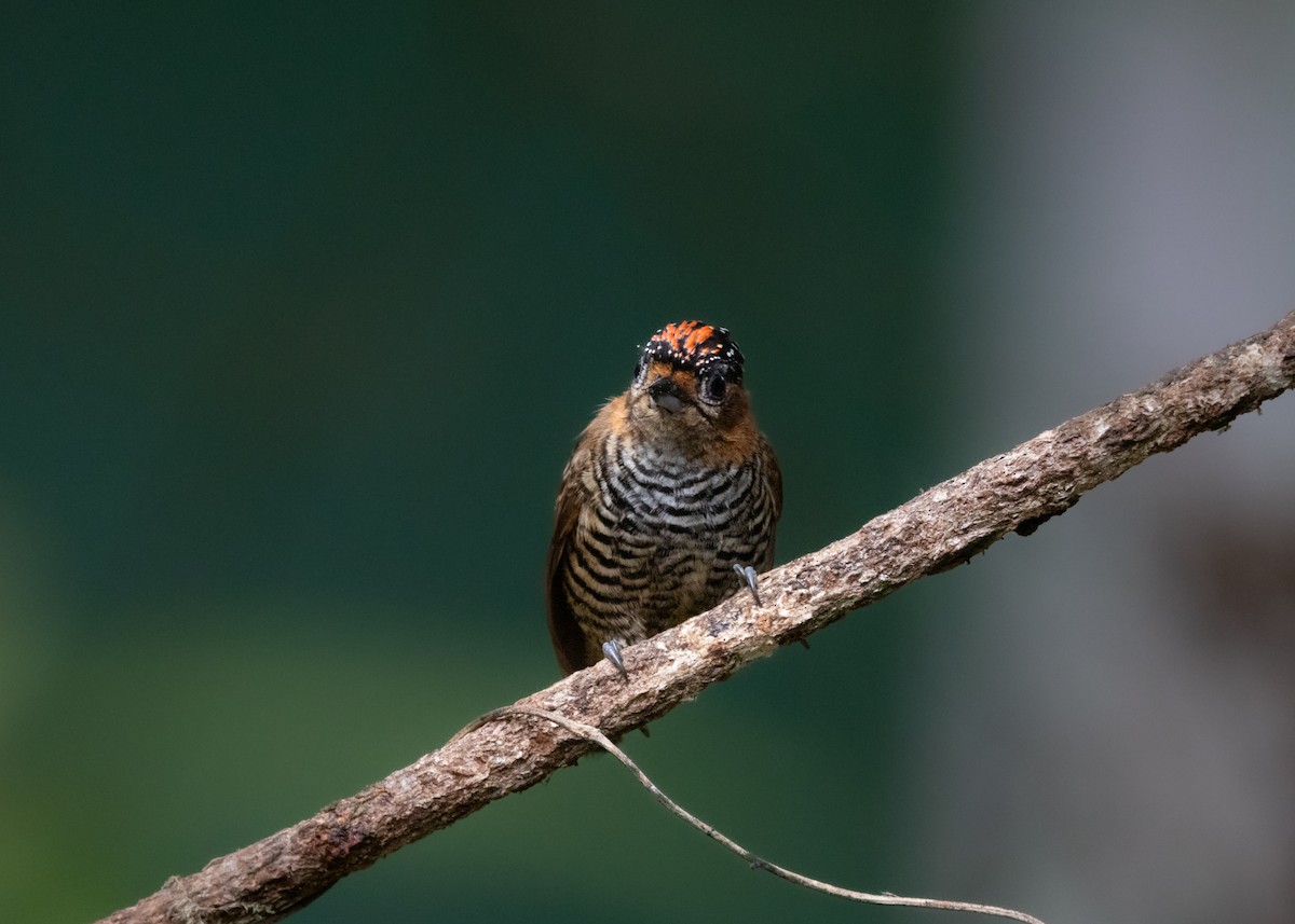 Ochre-collared Piculet - ML619945678