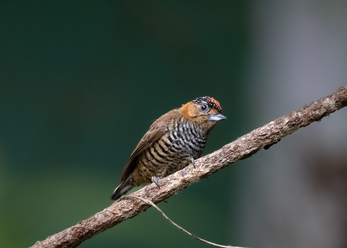 Ochre-collared Piculet - ML619945679