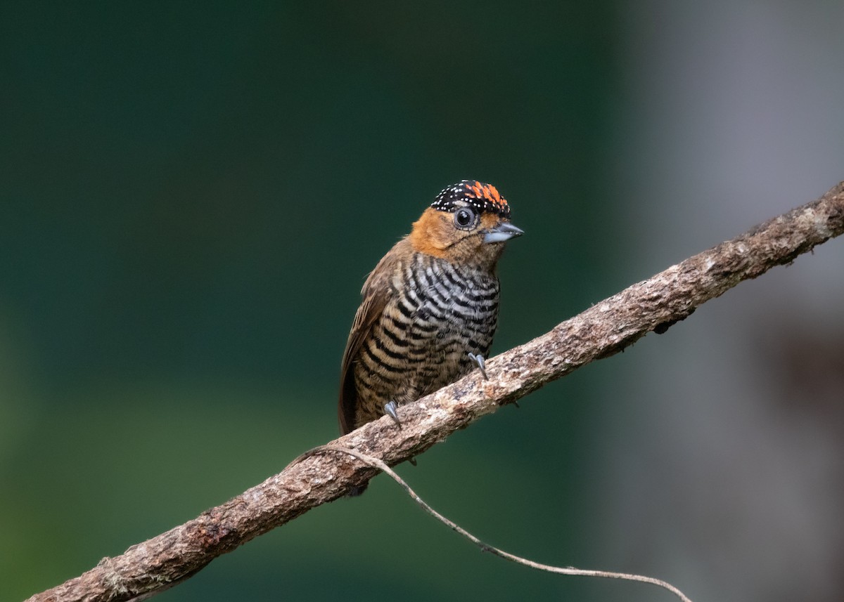 Ochre-collared Piculet - ML619945680