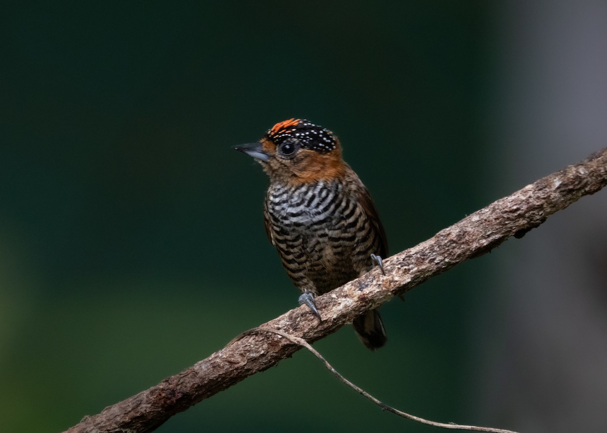Ochre-collared Piculet - ML619945681