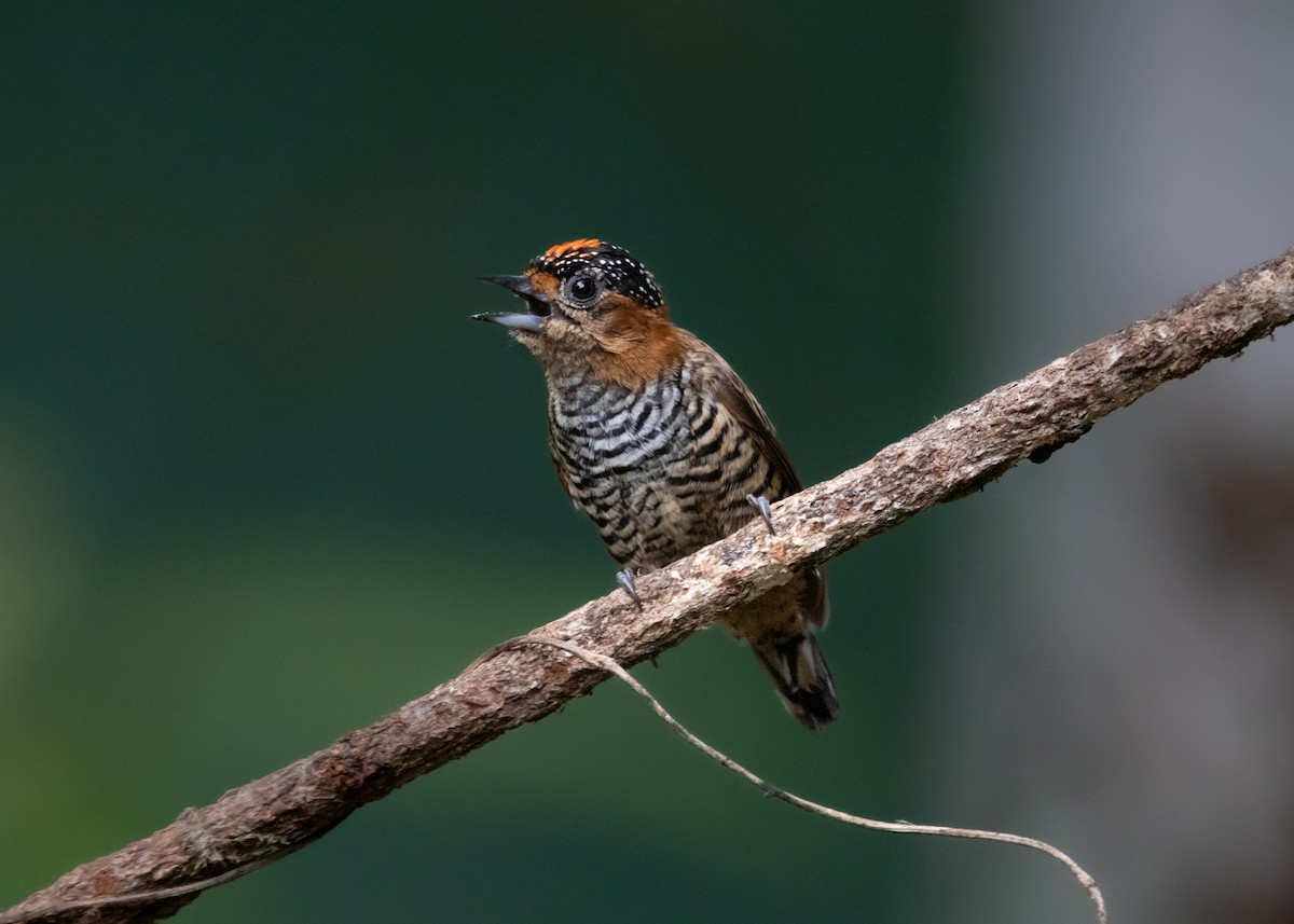 Ochre-collared Piculet - ML619945682