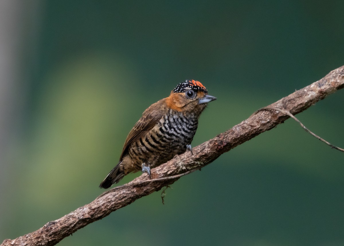 Ochre-collared Piculet - ML619945684