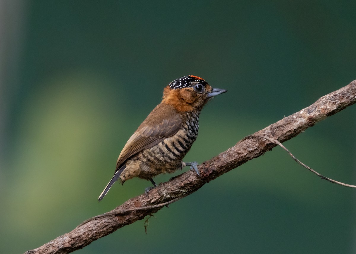 Ochre-collared Piculet - ML619945685