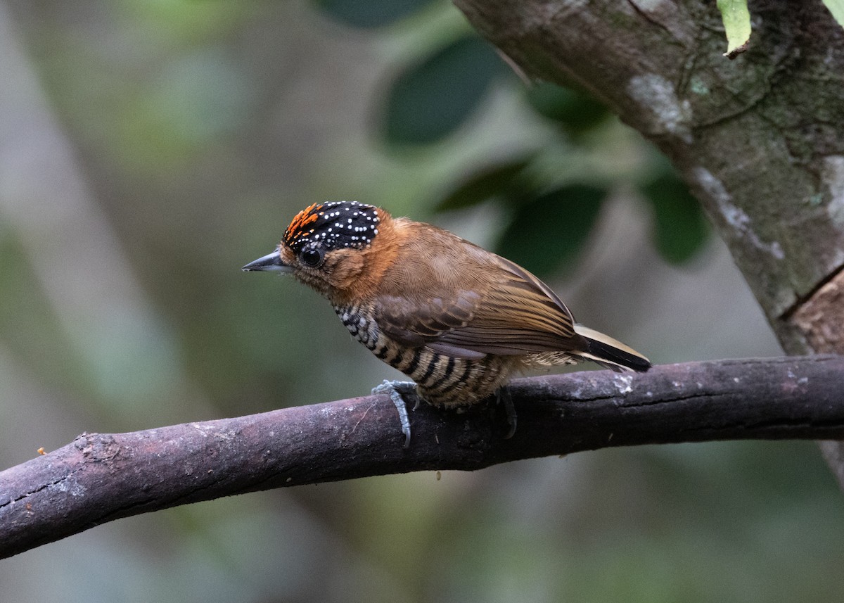 Ochre-collared Piculet - ML619945686