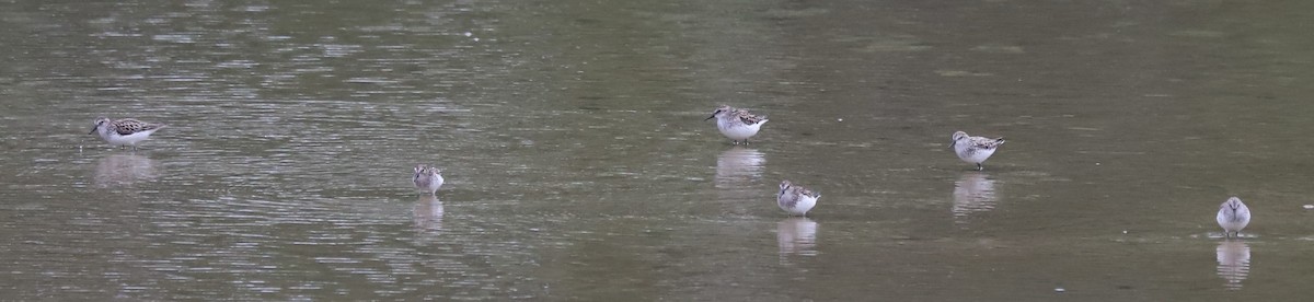 Semipalmated Sandpiper - ML619945722