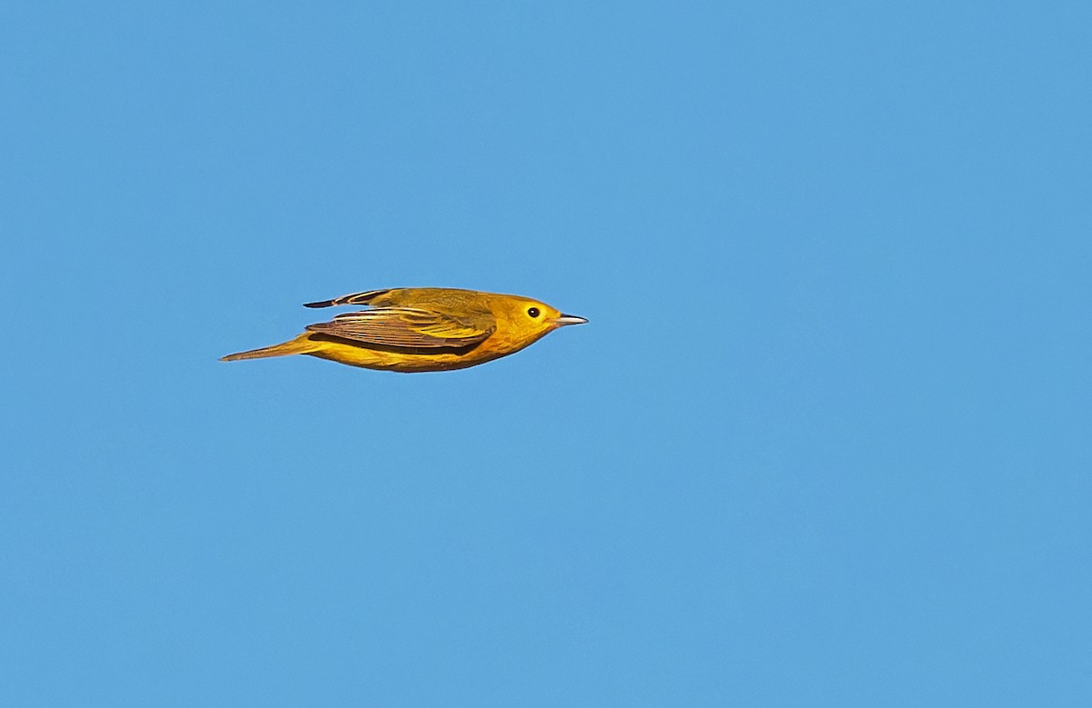 Yellow Warbler - ML619945732