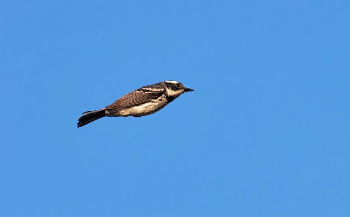 Black-throated Gray Warbler - ML619945738