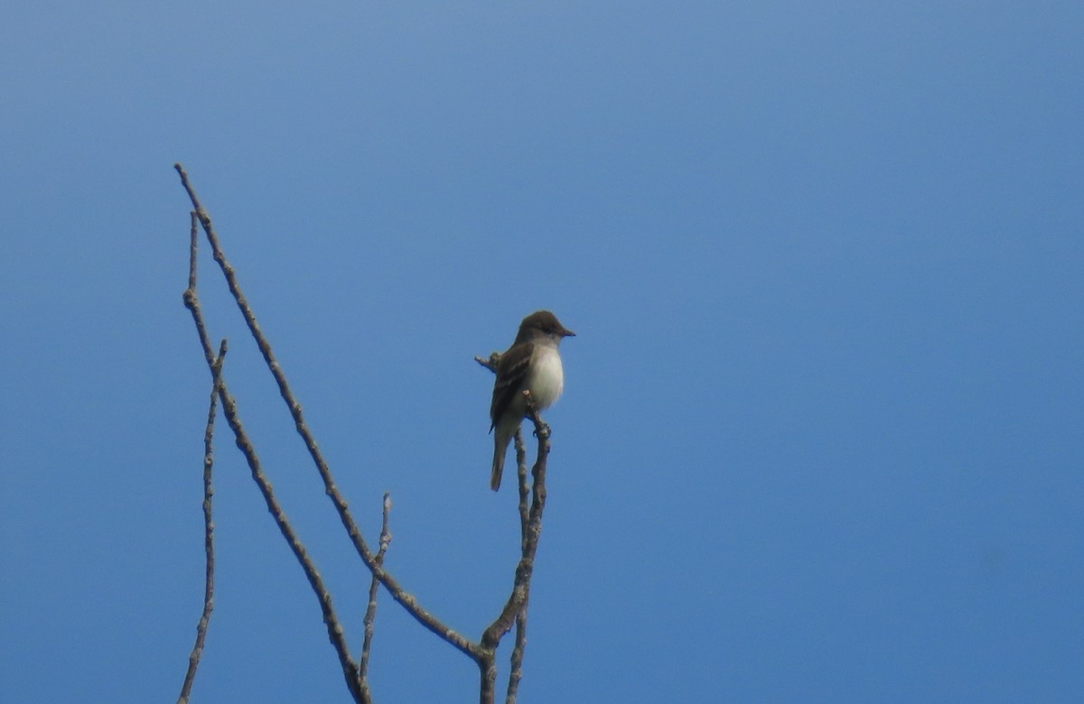 Alder Flycatcher - ML619945753