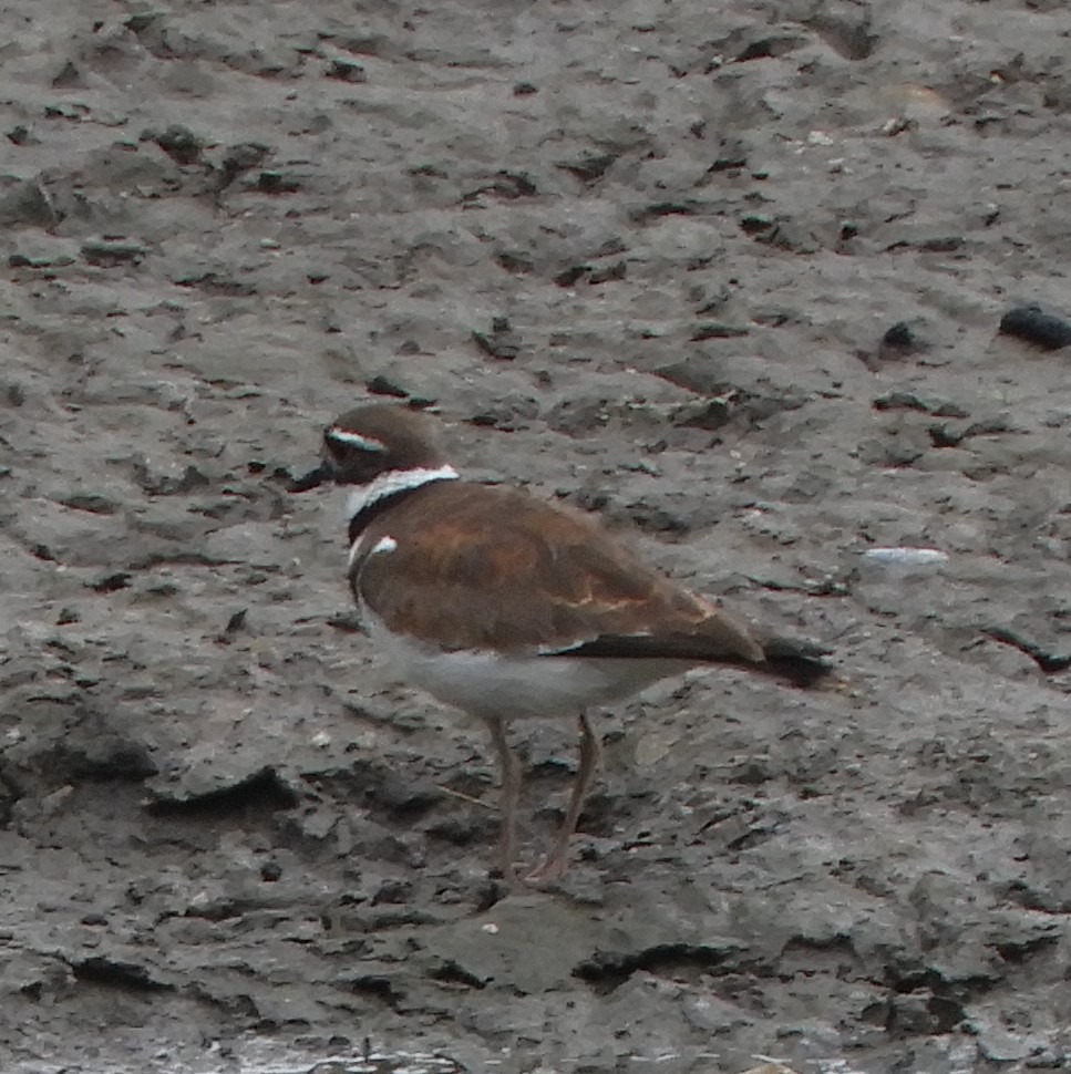 Killdeer - ML619945755