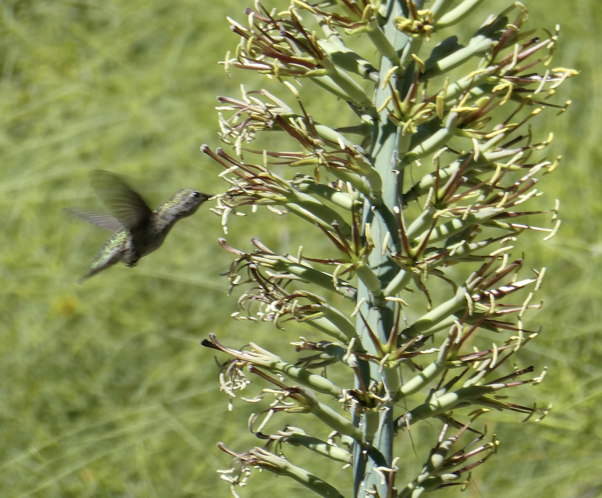 Anna's Hummingbird - Diane McCoy