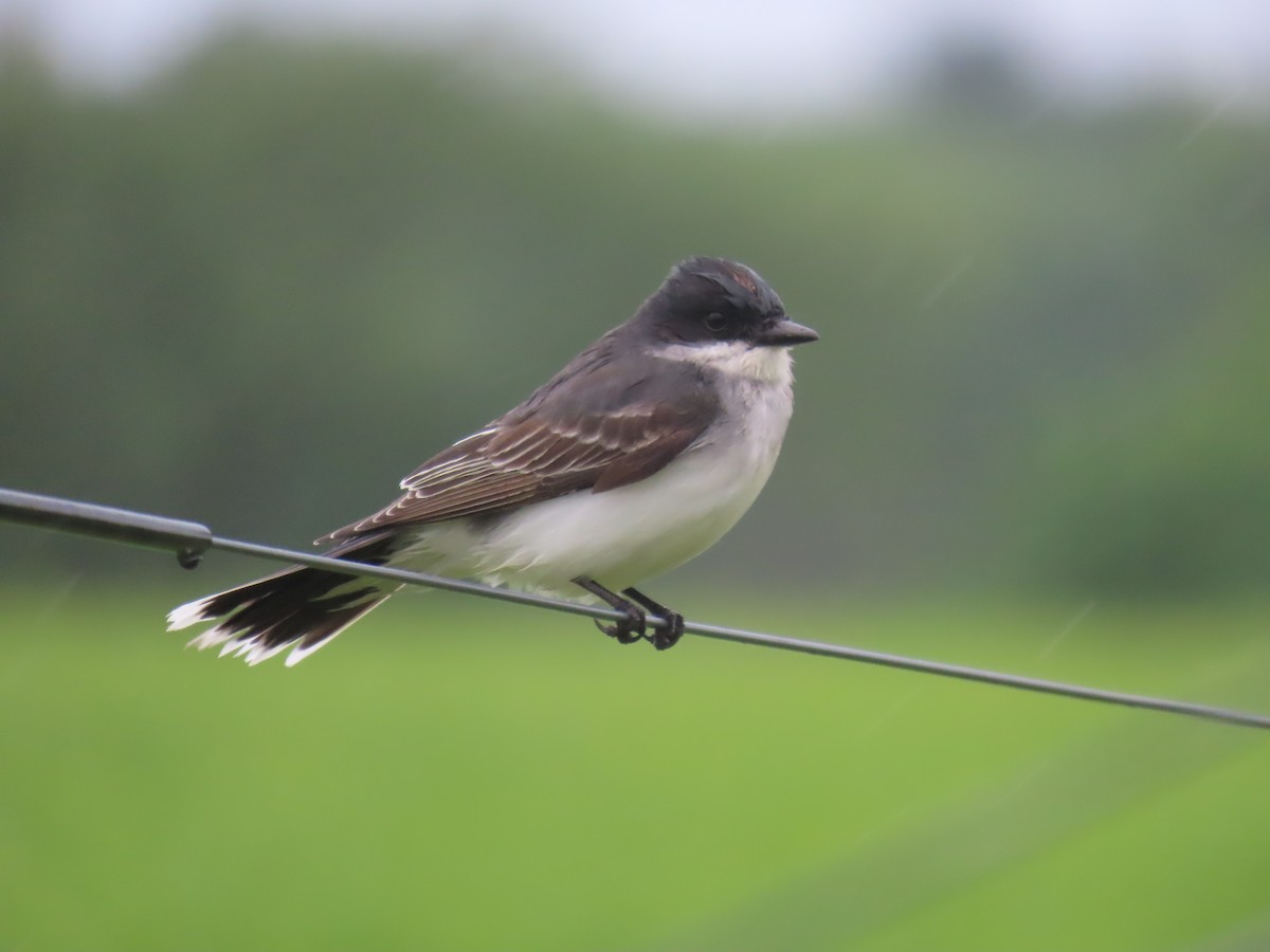 Eastern Kingbird - ML619945771