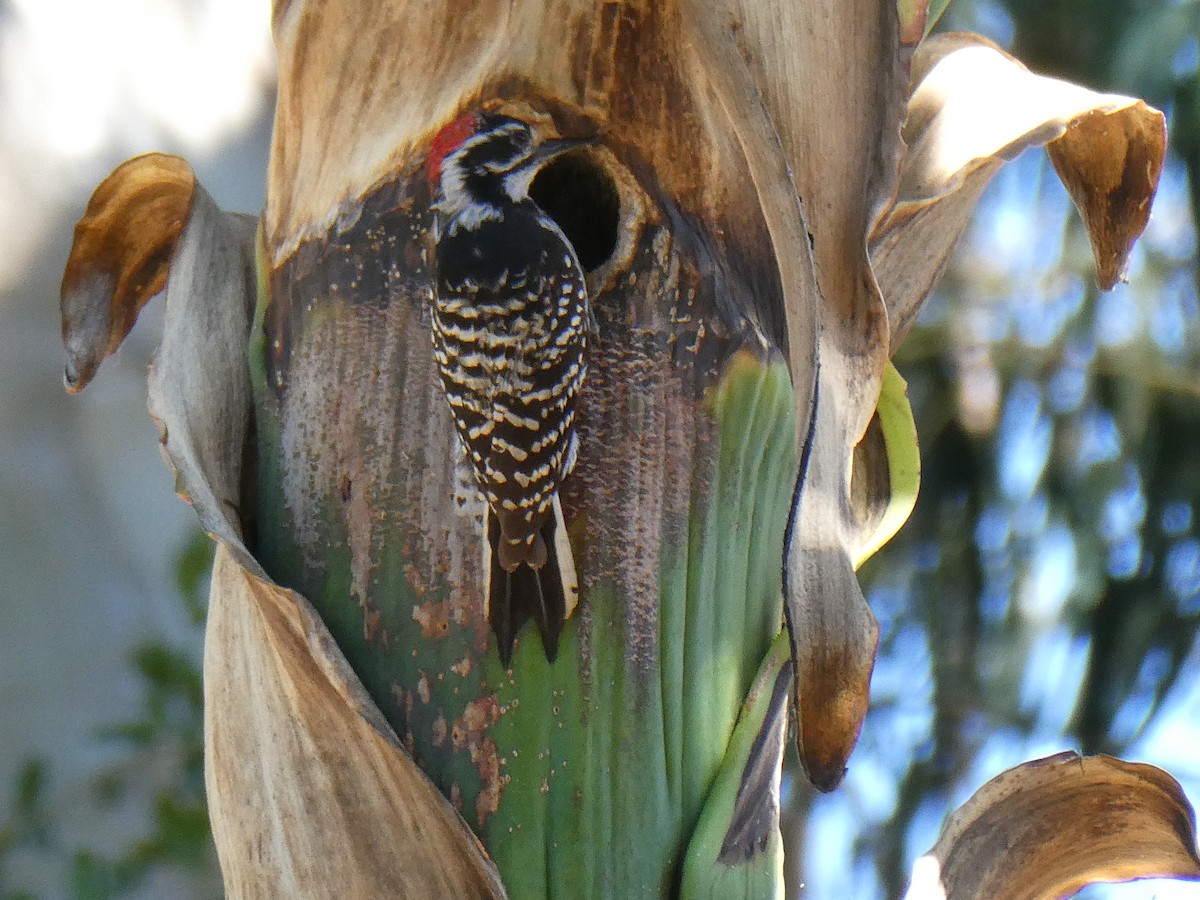 Nuttall's Woodpecker - ML619945781