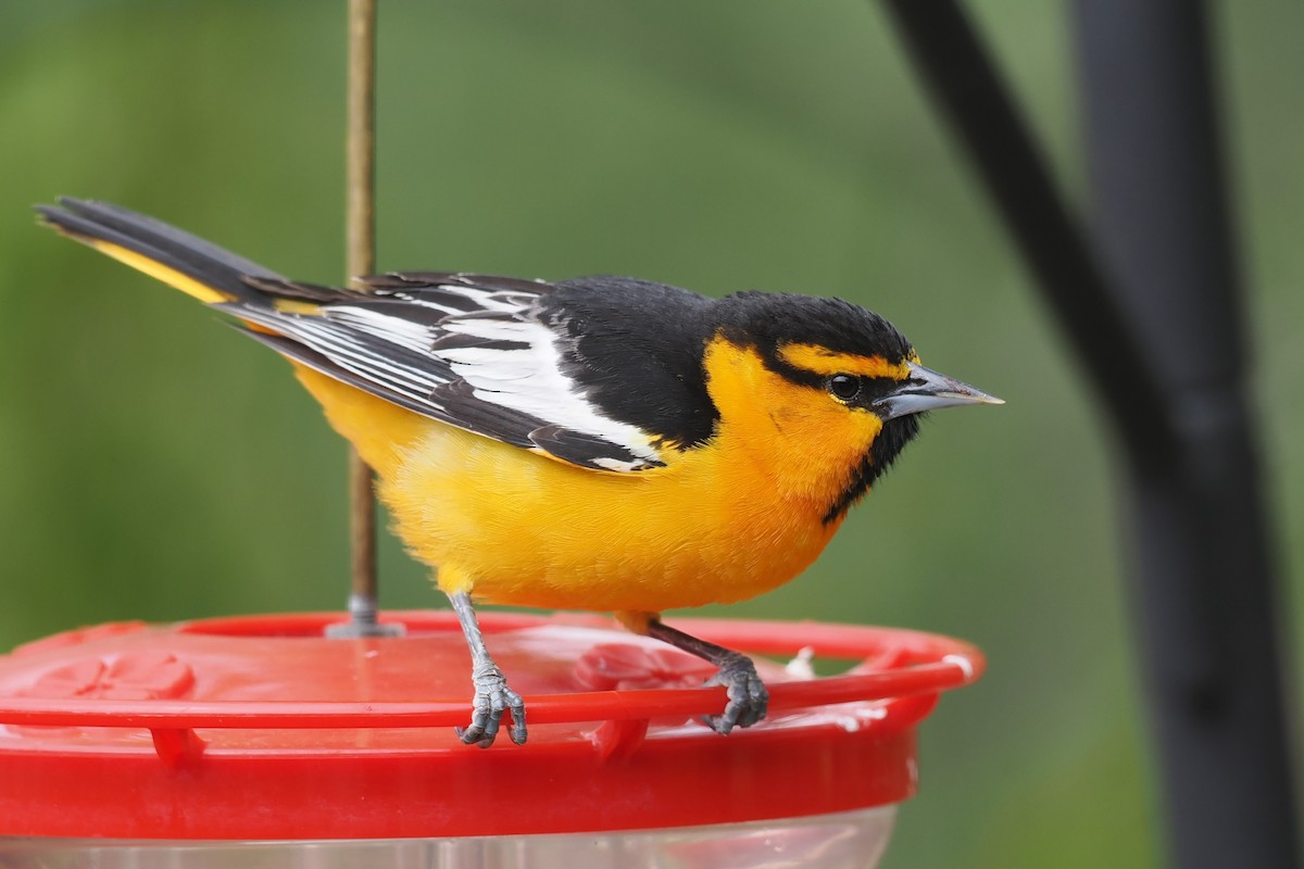 Bullock's Oriole - ML619945784