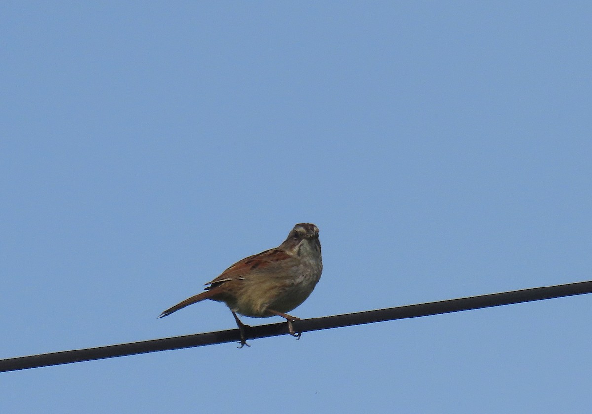 Swamp Sparrow - ML619945799