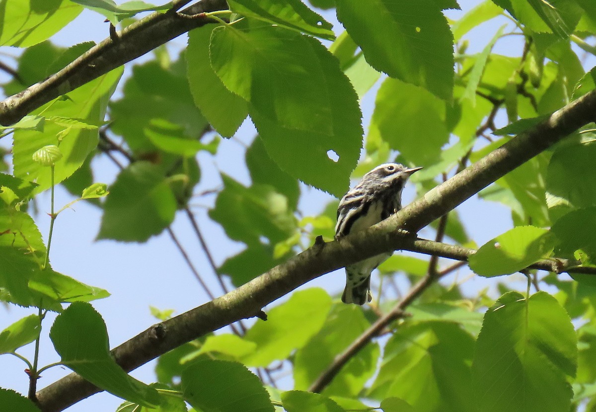 Black-and-white Warbler - ML619945810