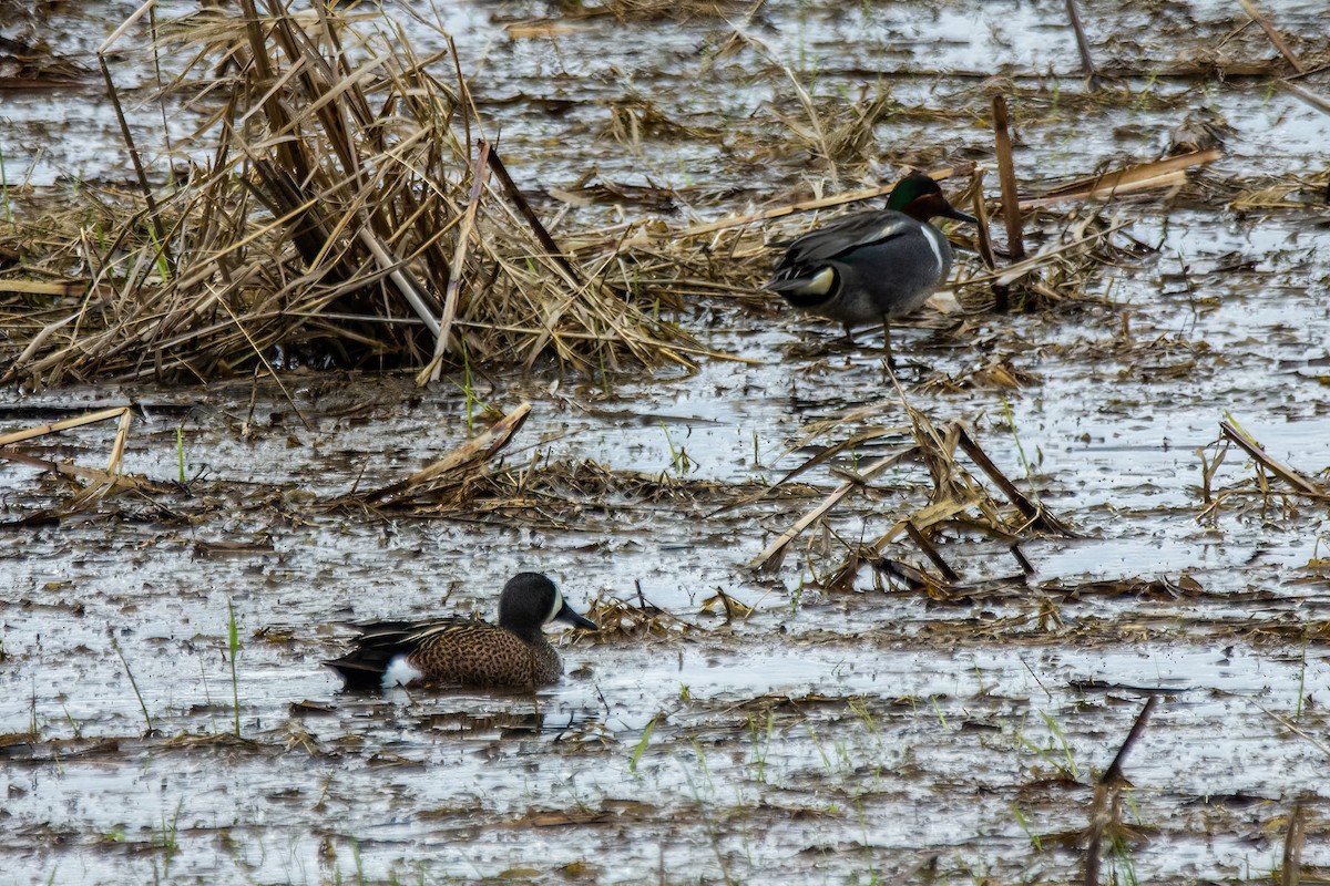 Blue-winged Teal - ML619945813