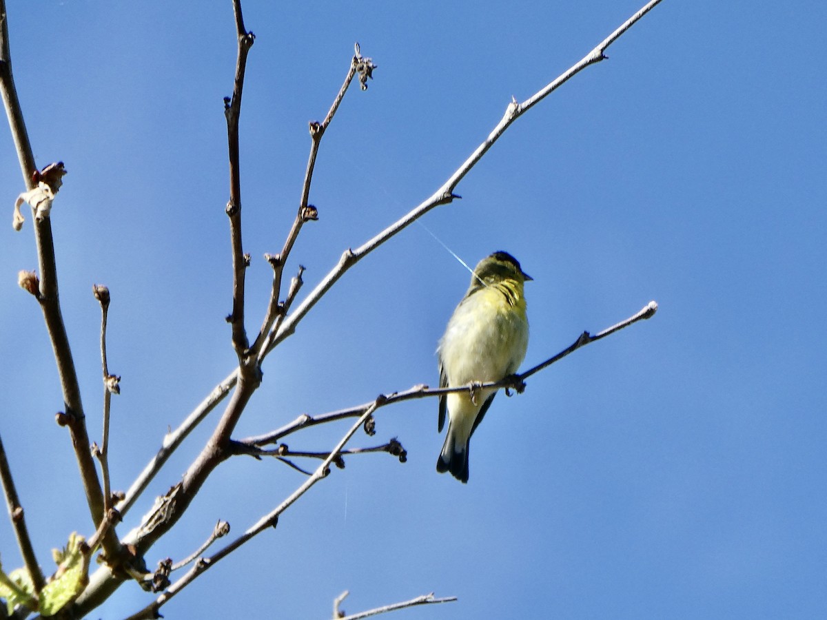 Lesser Goldfinch - ML619945815