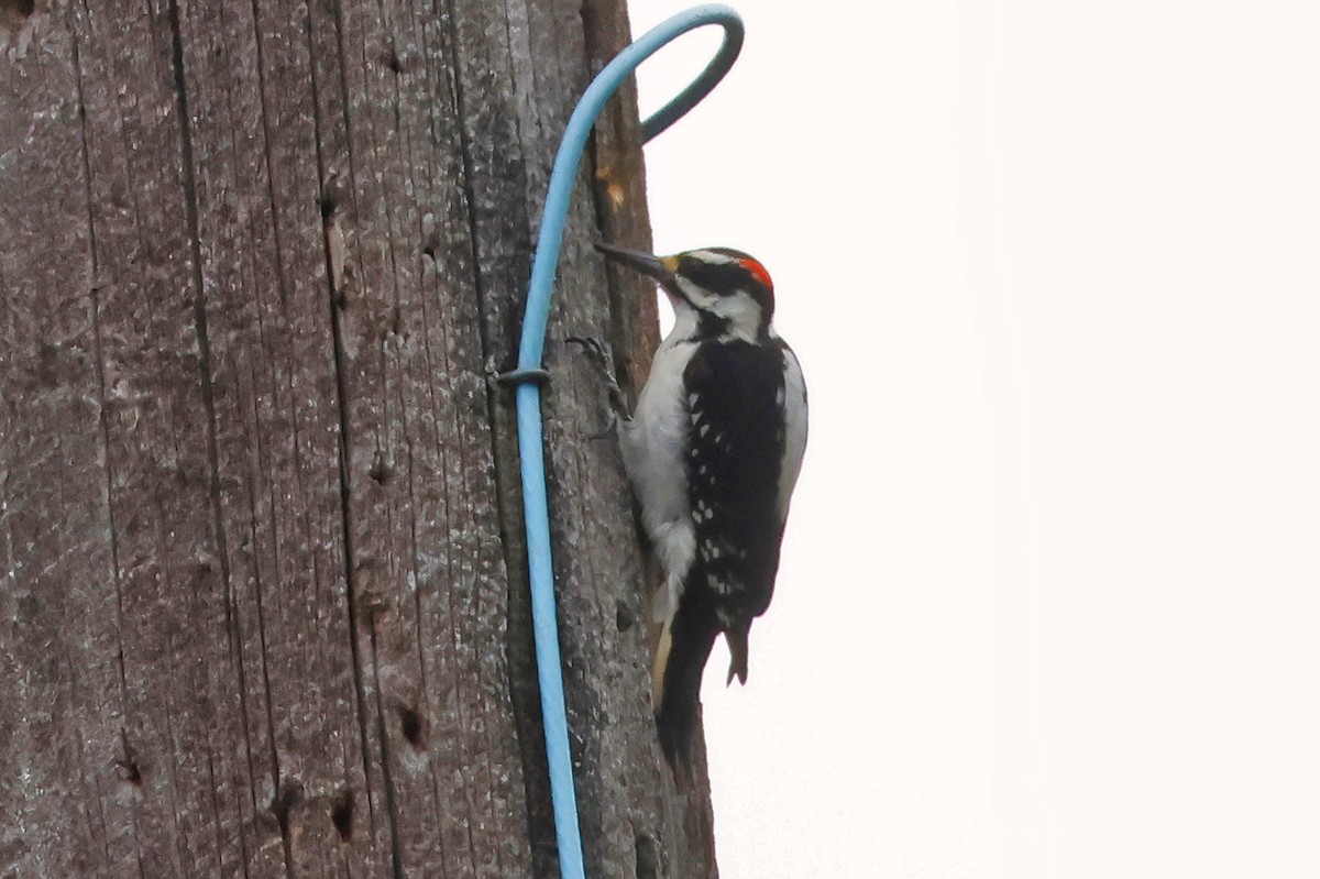 Hairy Woodpecker - ML619945823