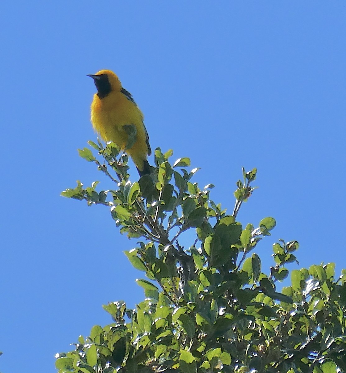 Hooded Oriole - ML619945838