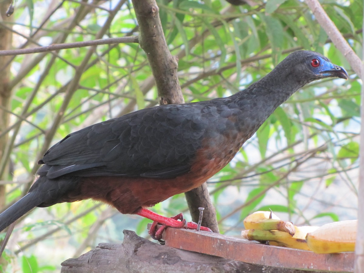 Sickle-winged Guan - ML619945849