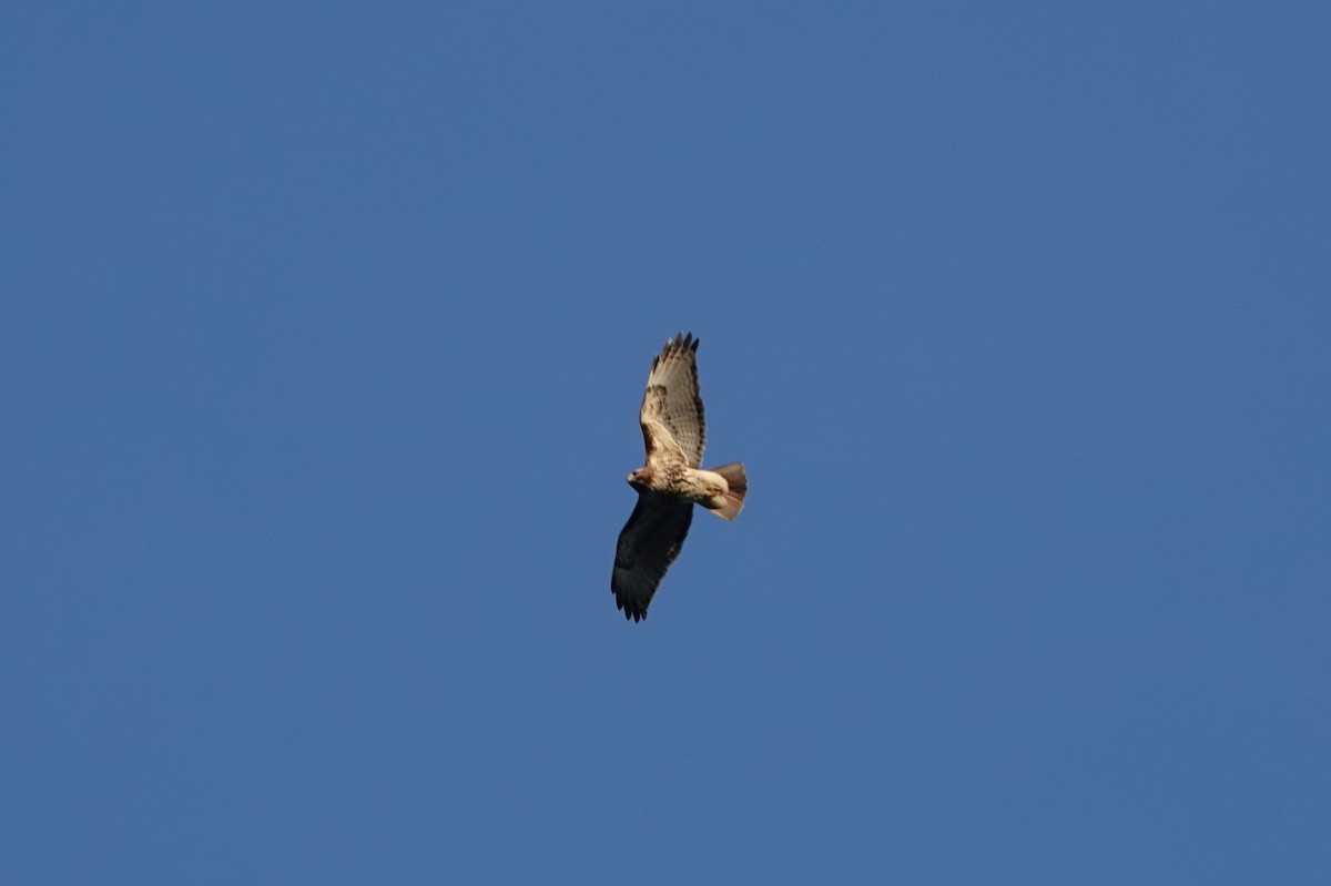 Red-tailed Hawk - ML619945852