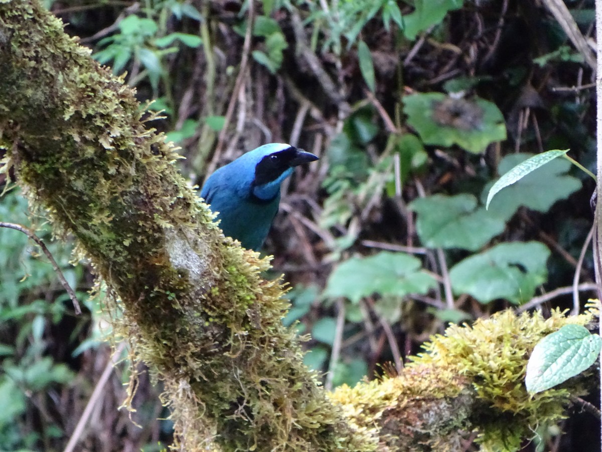 Turquoise Jay - ML619945853