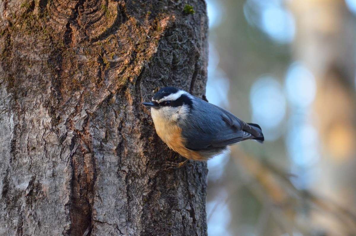 Red-breasted Nuthatch - ML619945854