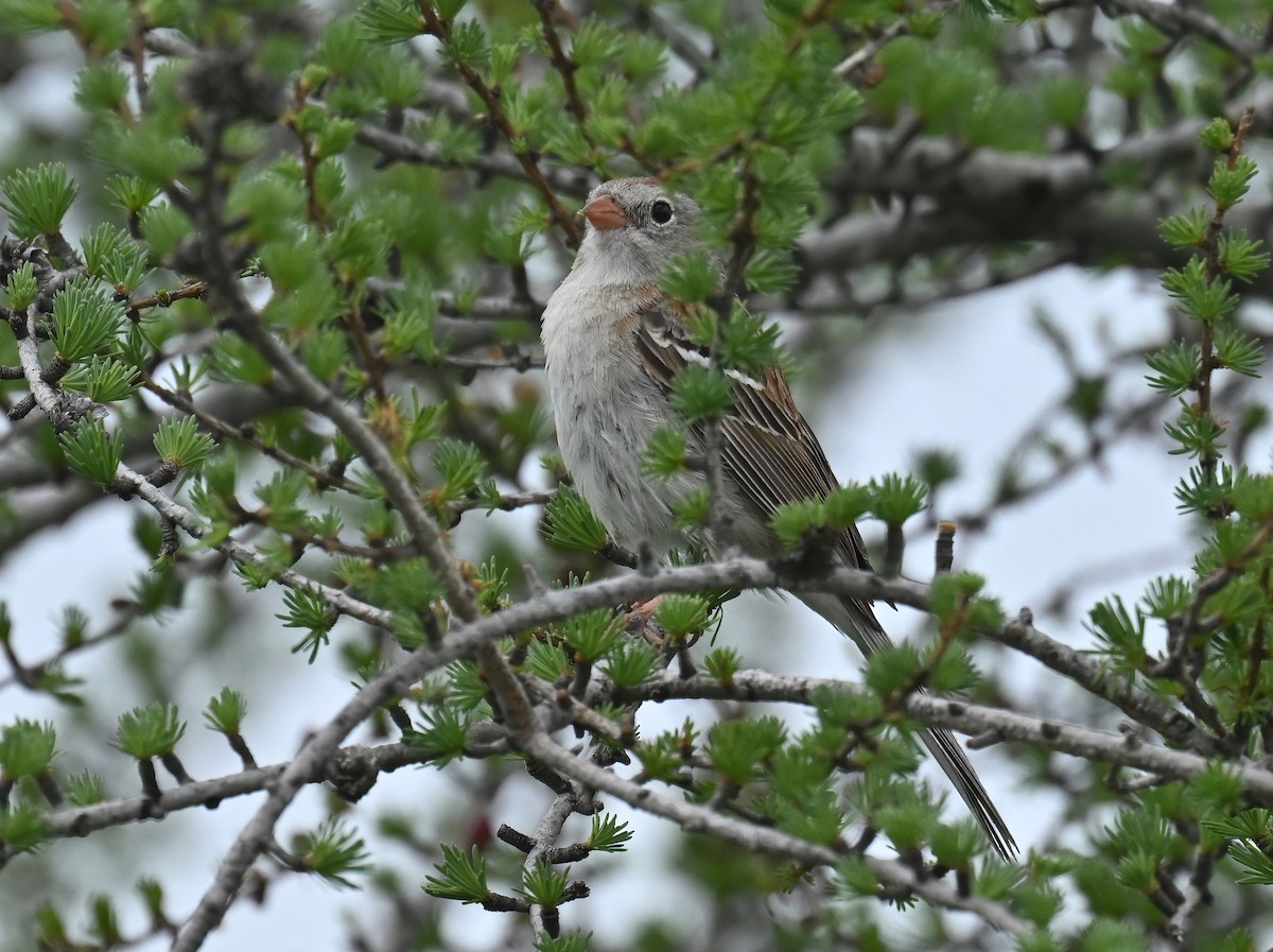 Field Sparrow - ML619945855