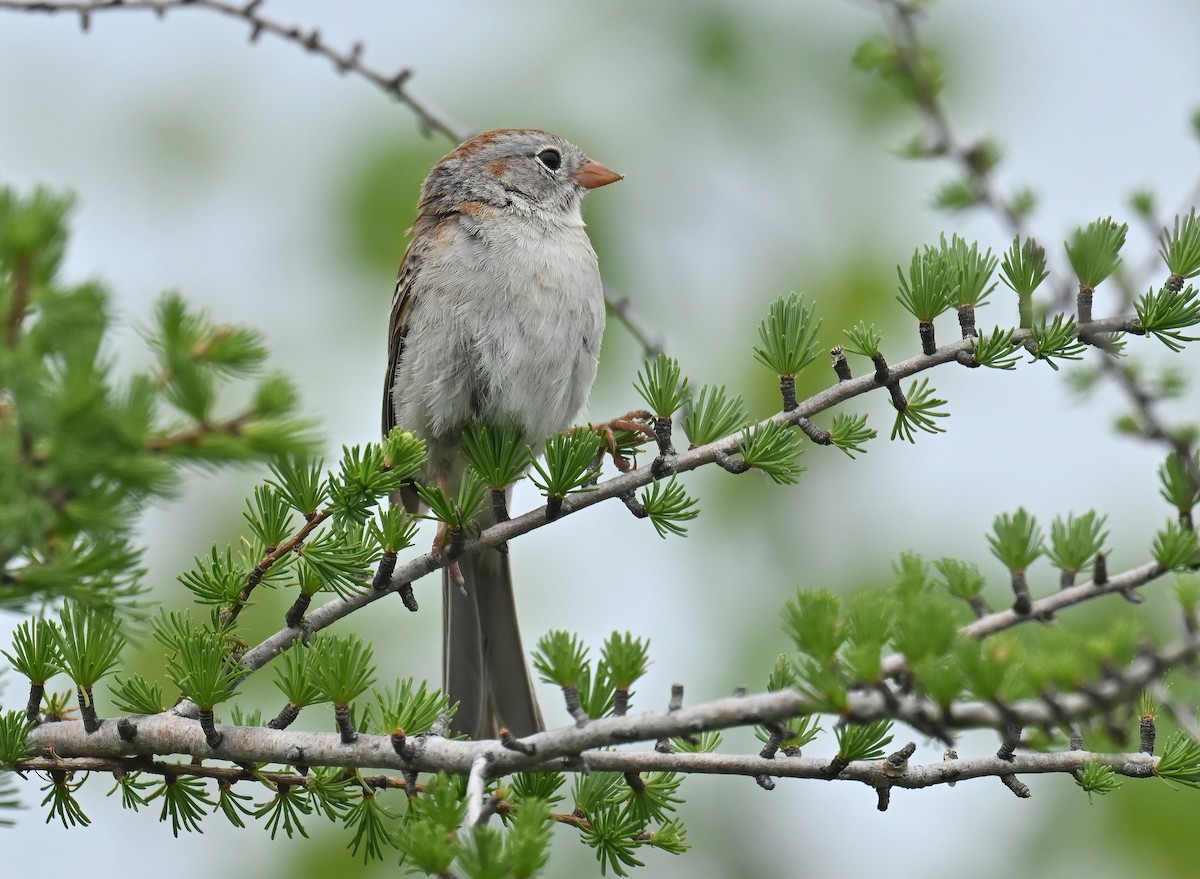 Field Sparrow - ML619945857