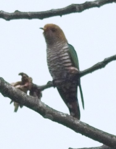 Asian Emerald Cuckoo - ML619945861