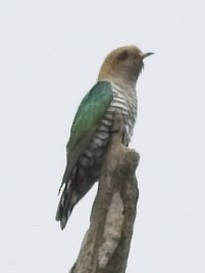 Asian Emerald Cuckoo - ML619945862