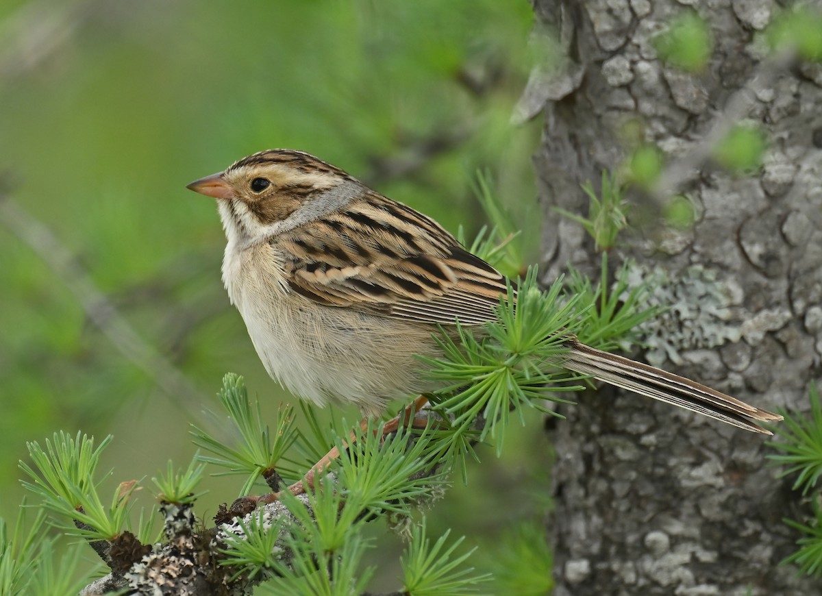 Clay-colored Sparrow - ML619945870