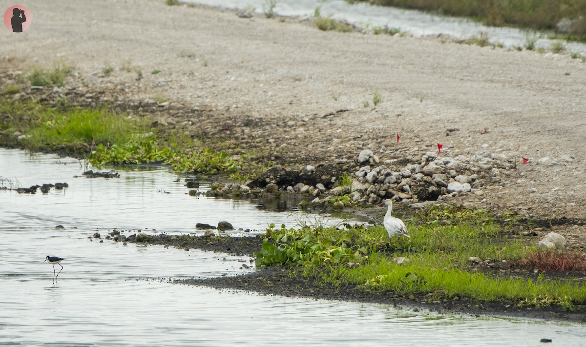 Snow Goose - ML619945873