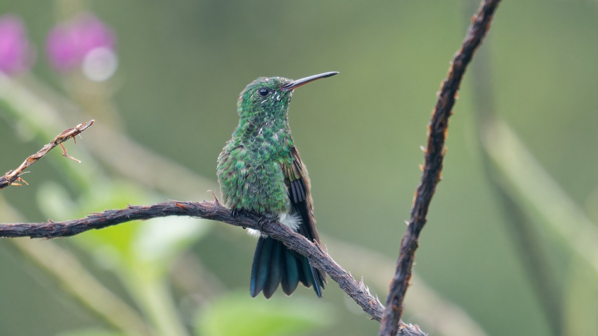 Blue-vented Hummingbird - ML619945876