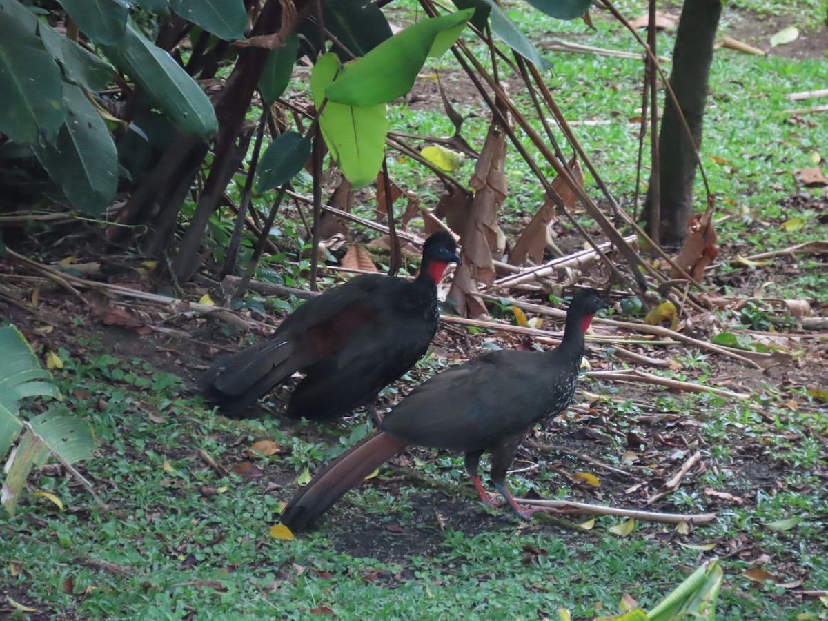 Crested Guan - ML619945879