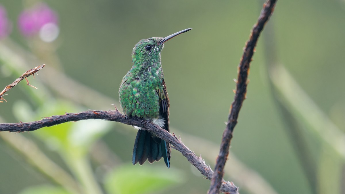 Blue-vented Hummingbird - ML619945882