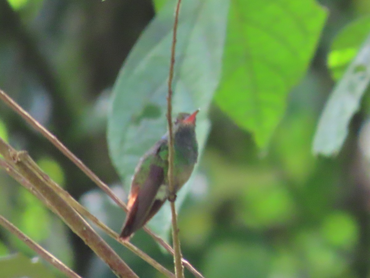 Rufous-tailed Hummingbird - ML619945893