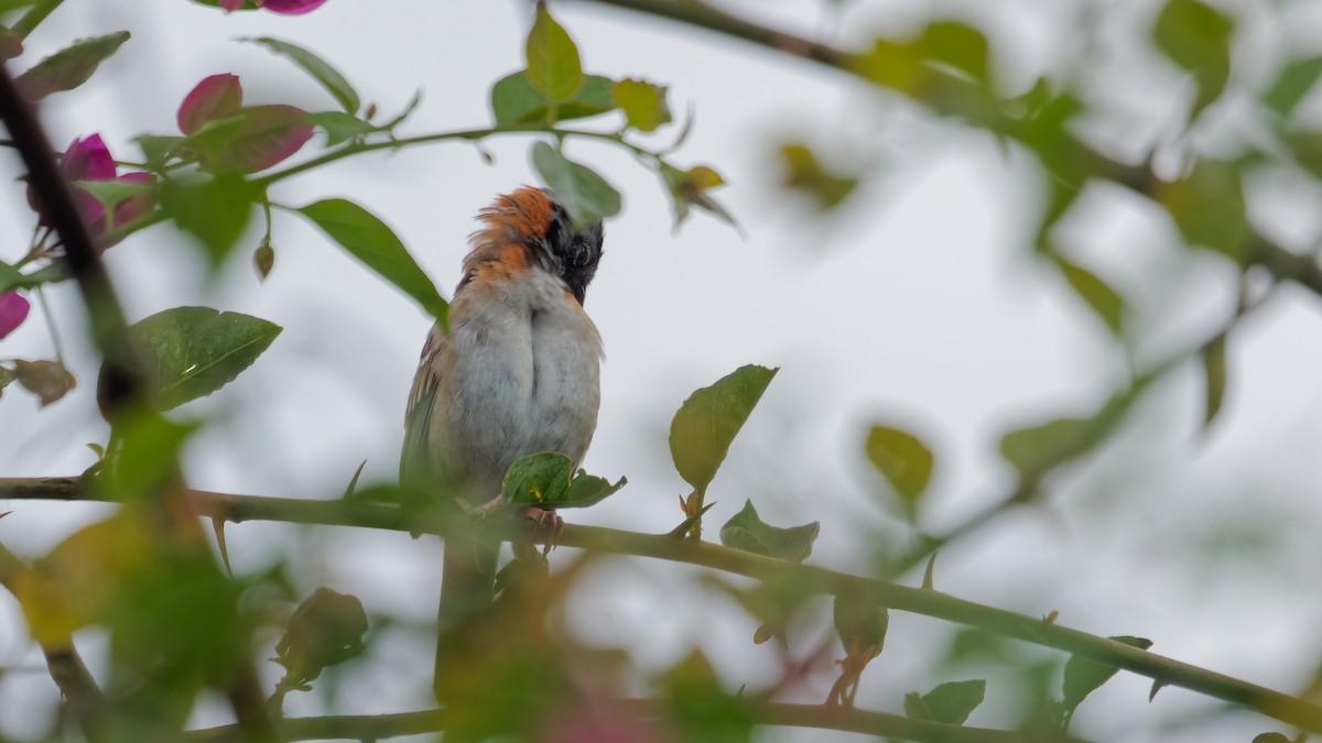 Rufous-collared Sparrow - ML619945914