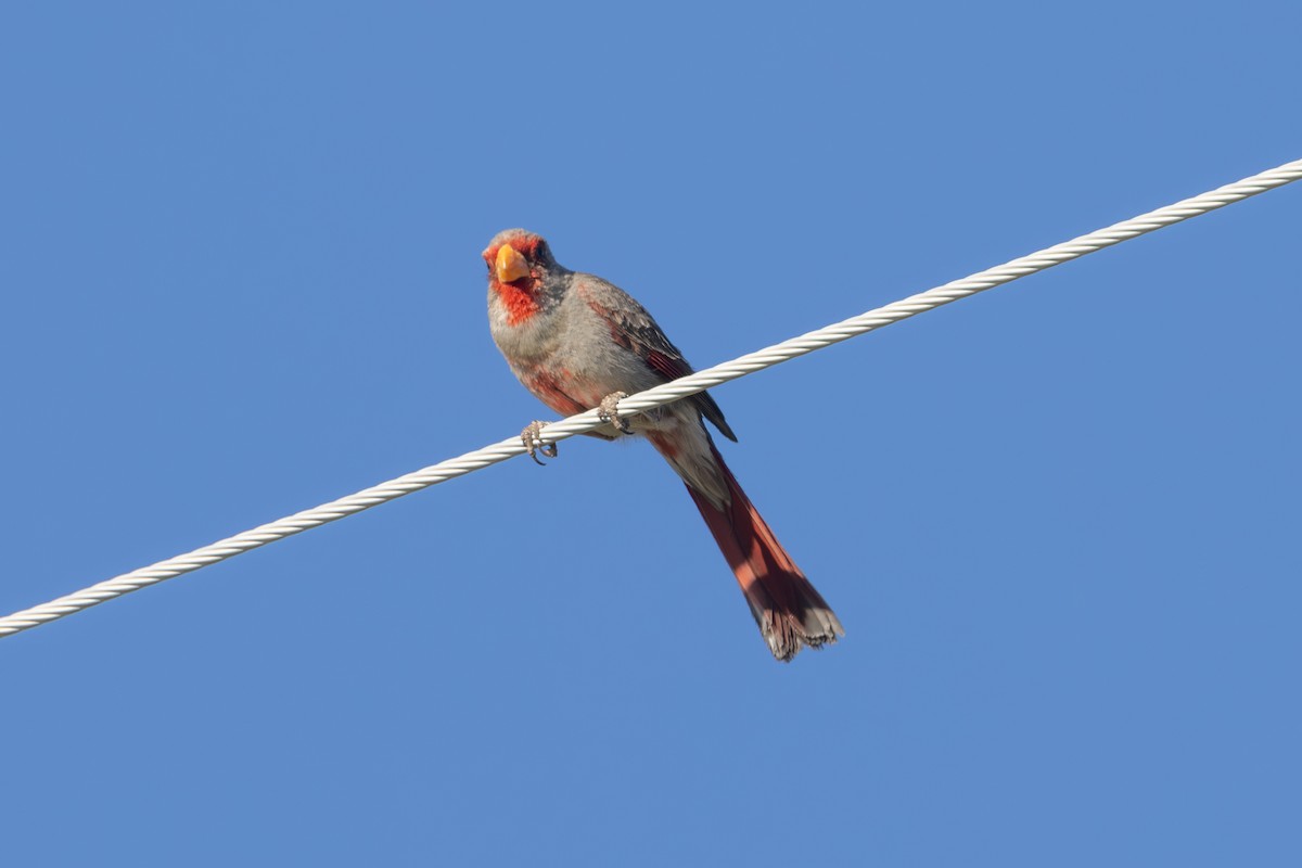 Cardinal pyrrhuloxia - ML619945917