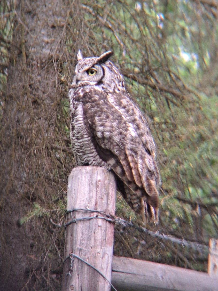 Great Horned Owl - ML619945922