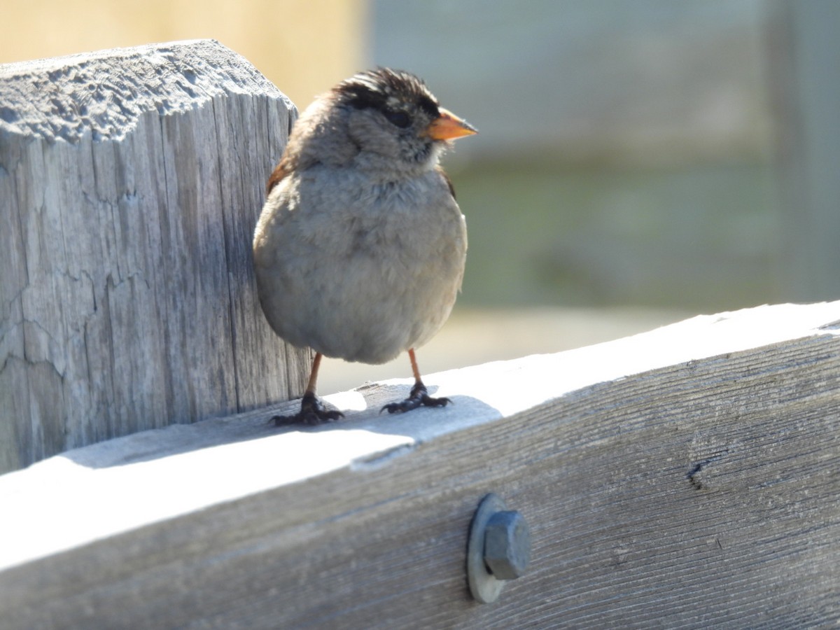 White-crowned Sparrow (nuttalli) - ML619945923