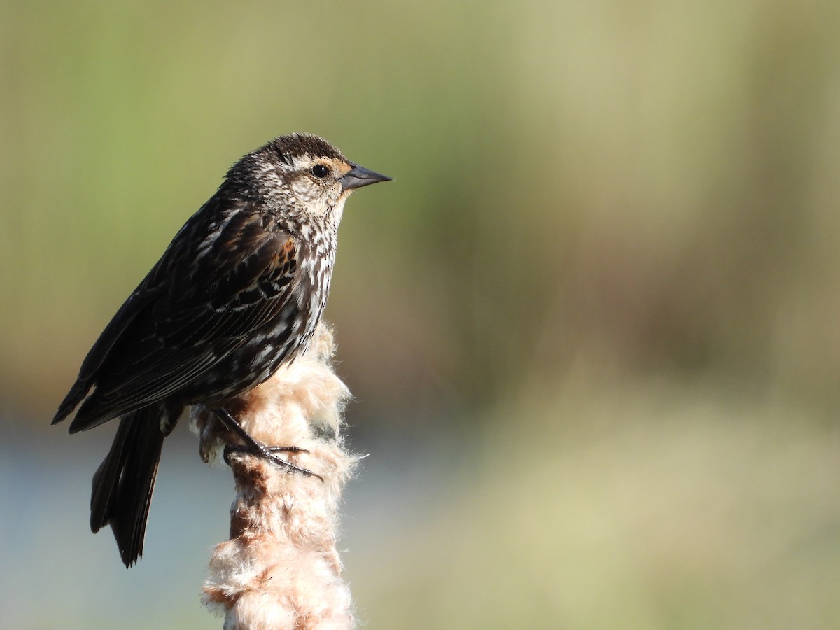 Red-winged Blackbird - ML619945925