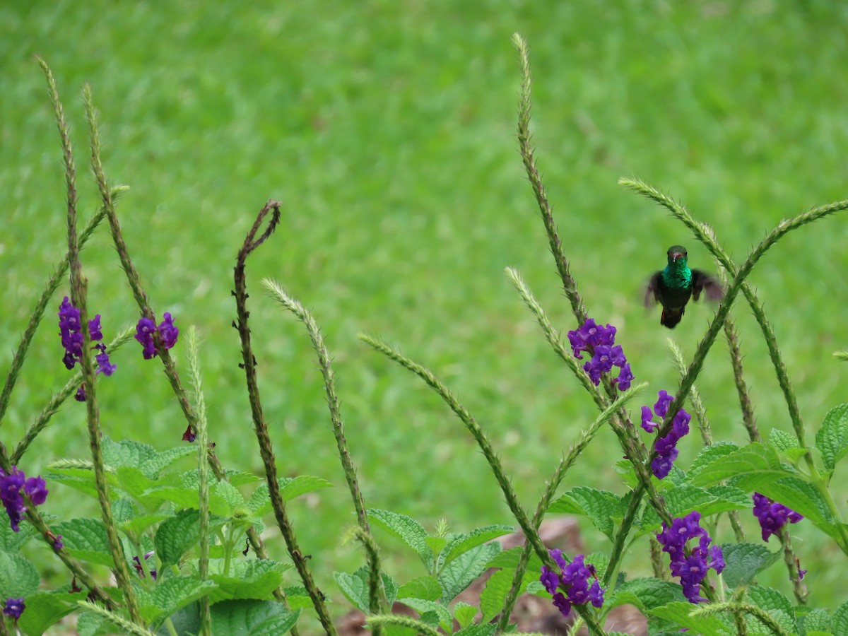 Rufous-tailed Hummingbird - ML619945947