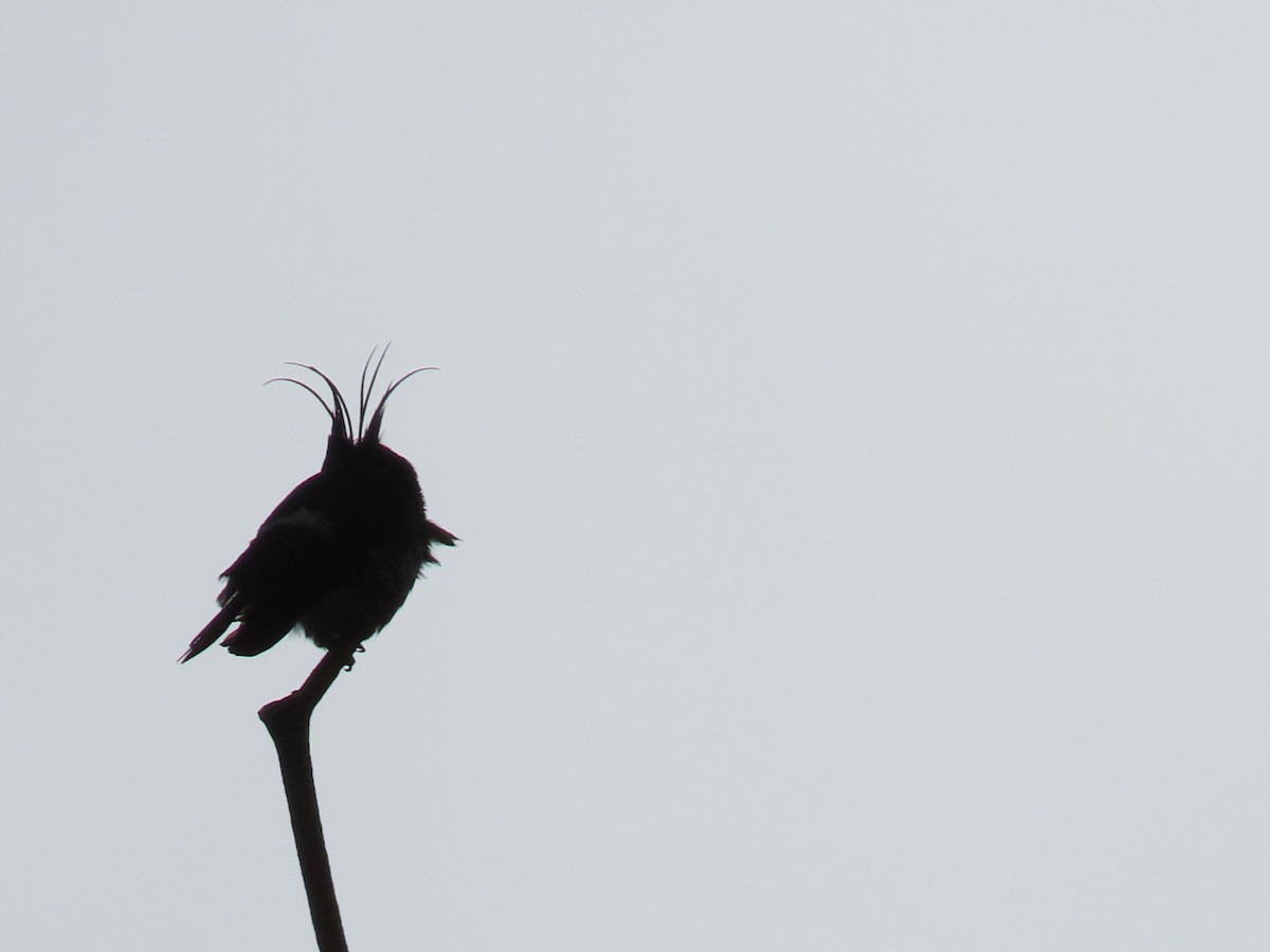 Black-crested Coquette - ML619945965