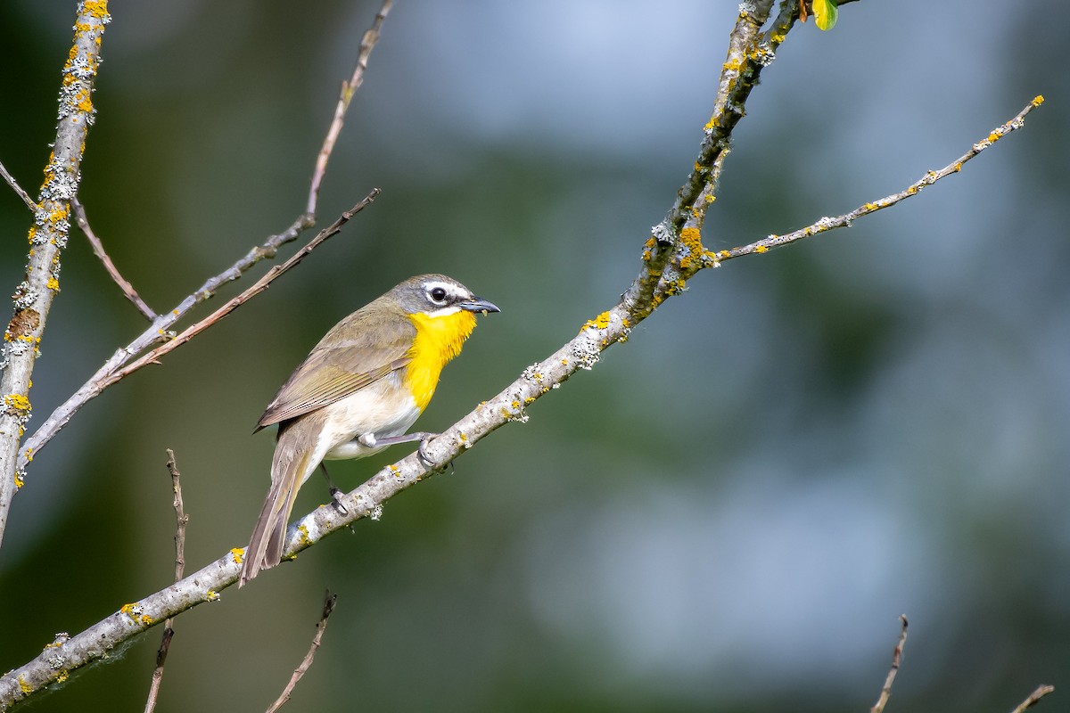 Yellow-breasted Chat - ML619945986