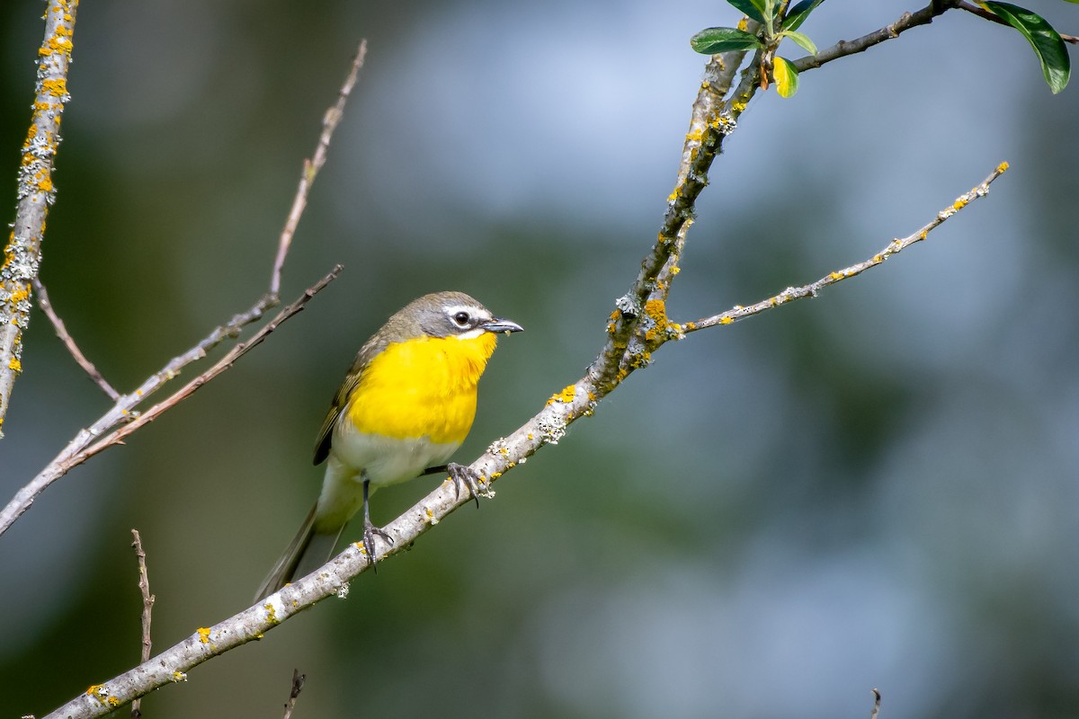 Yellow-breasted Chat - ML619945987